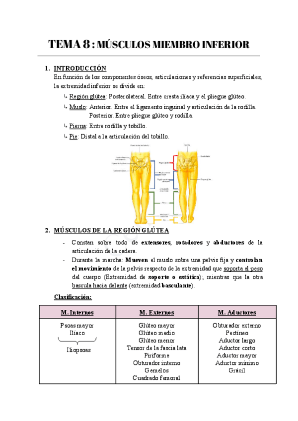 Miniatura del documento TEMA-8--MUSCULOS-MIEMBRO-INFERIOR.pdf