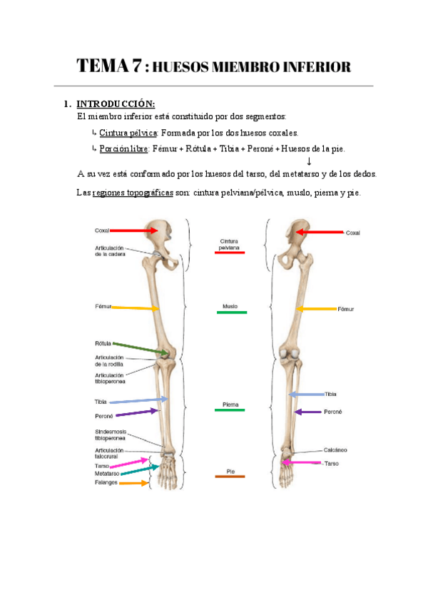 Miniatura del documento TEMA-7--HUESOS-MIEMBRO-INFERIOR.pdf