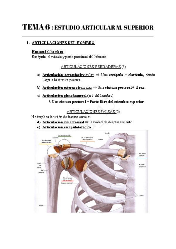 Miniatura del documento TEMA-6--ESTUDIO-ARTICULAR-M.SUPERIOR.pdf