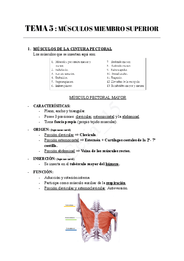 Miniatura del documento TEMA-5-MUSCULOS-MIEMBRO-SUPERIOR.pdf