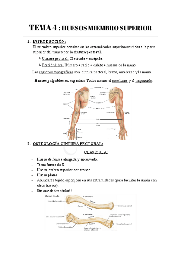 Miniatura del documento TEMA-4-HUESOS-MIEMBRO-SUPERIOR.pdf