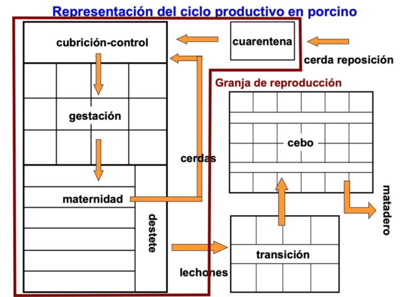 Miniatura del documento CICLO-PORCINO.pdf