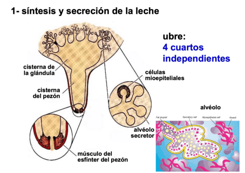 Miniatura del documento LACTACION-VACAS.pdf