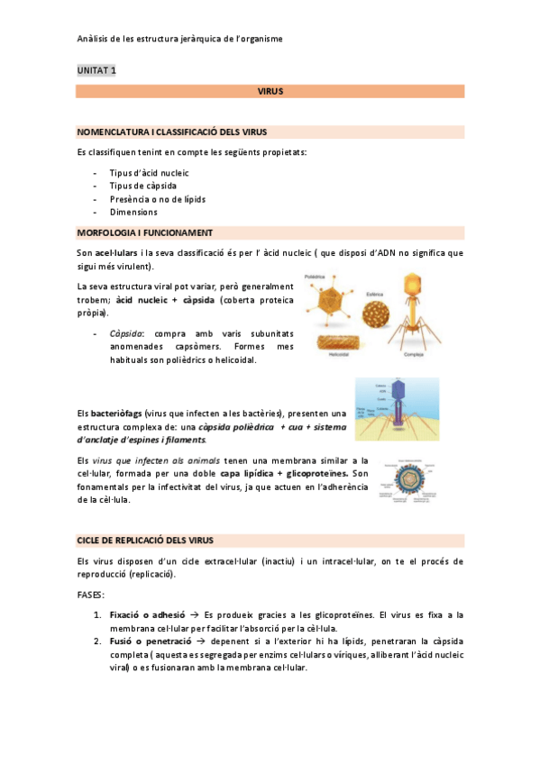 Miniatura del documento UNITAT-1-Analisi-de-lestructura-de-lorganisme.pdf