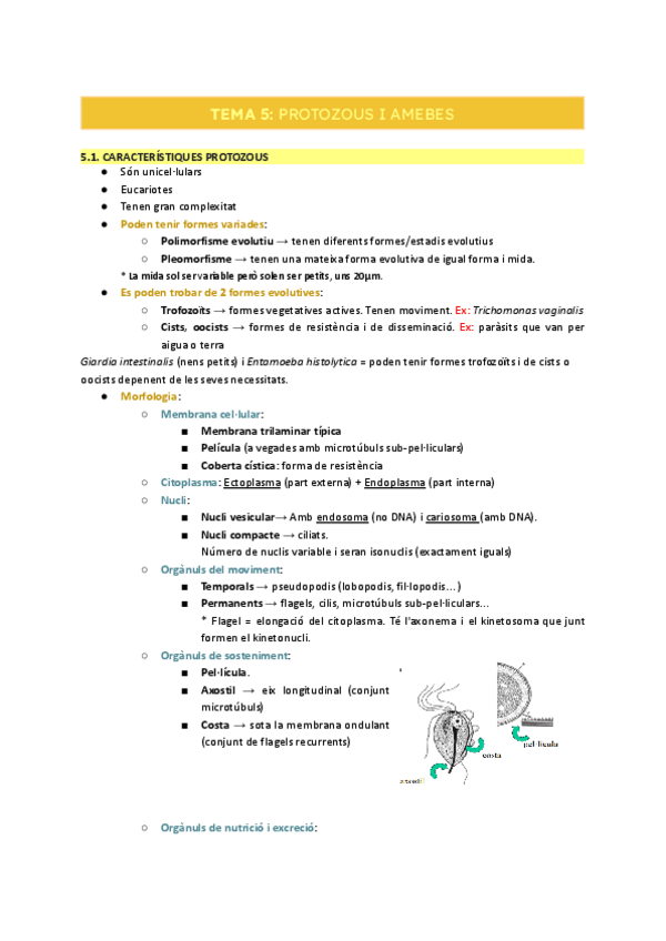 Miniatura del documento T.5-Protozous-i-amebes.pdf