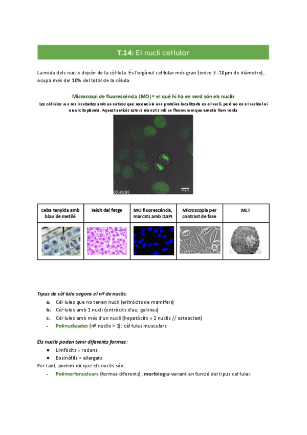 Miniatura del documento T.14-El-nucli-cellular.pdf