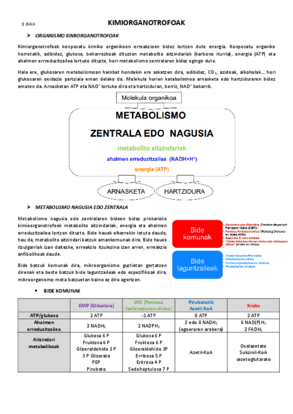Miniatura del documento 5.-Kimioorganotrofoak.pdf
