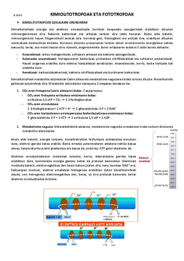 Miniatura del documento 6.-Kimiolitotrofoak-eta-fototrofoak.pdf