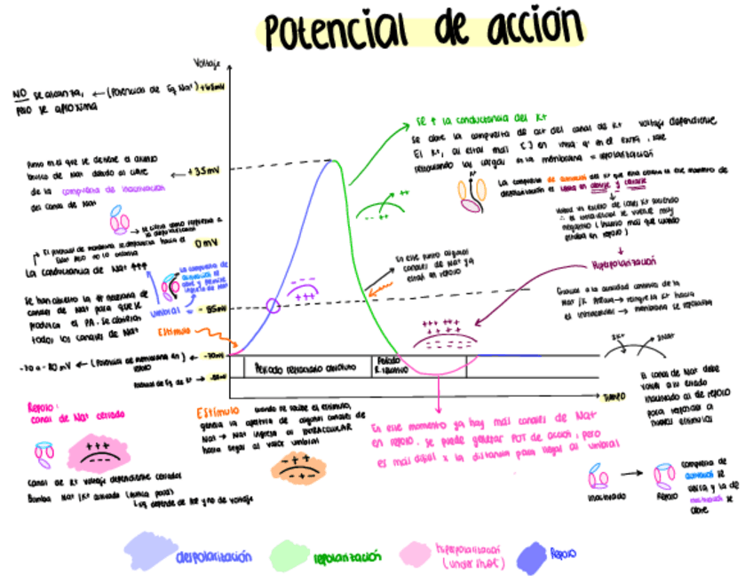 Miniatura del documento Potencial-de-accion-y-canales.pdf