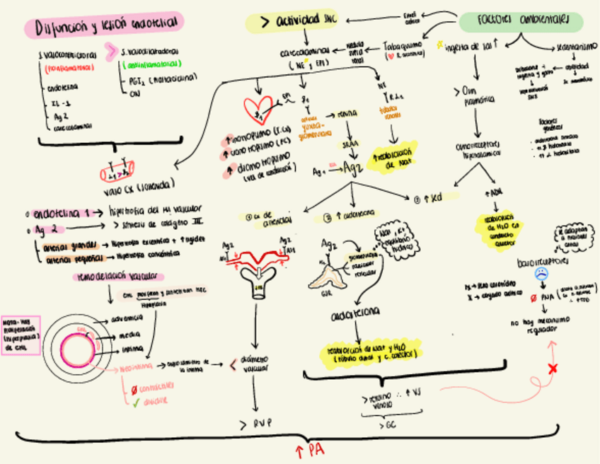 Miniatura del documento Fisiopato-HTA.pdf