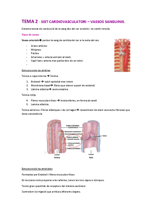 Miniatura del documento tema-2-sistema-cardiovascular-vasos-sanguinis-fet.pdf