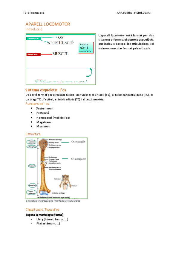 Miniatura del documento T3.-sistema-ossi.pdf