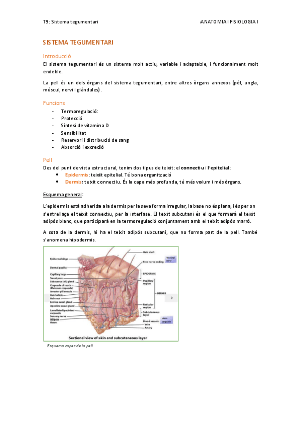 Miniatura del documento T9.-Sistema-tegumentari.pdf