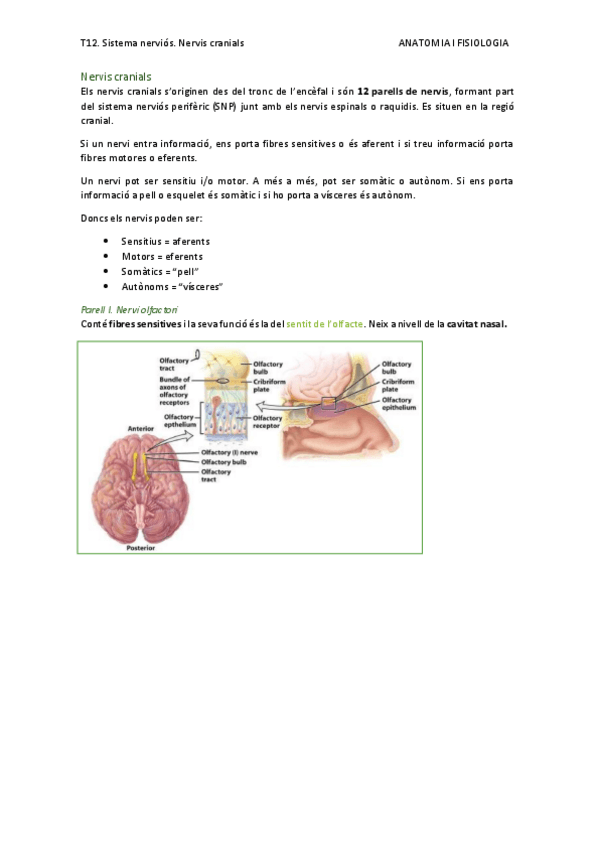 Miniatura del documento T12.-sistema-nervios.-nervis-cranials.pdf