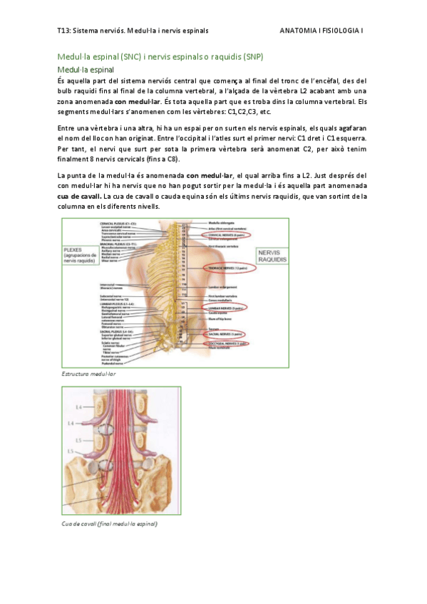 Miniatura del documento T13.-sistema-nervios.-medulla-i-nervis-espinals.pdf