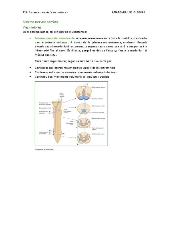 Miniatura del documento T16.-sistema-nervios.-vies-motores.pdf