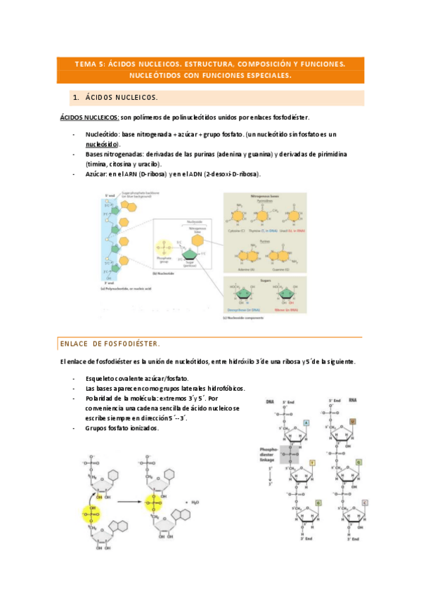 Miniatura del documento tema-5-acidos-nucleicos.pdf