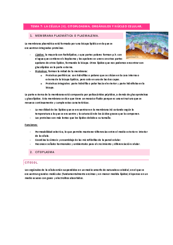 Miniatura del documento tema-7-la-celula-II.pdf