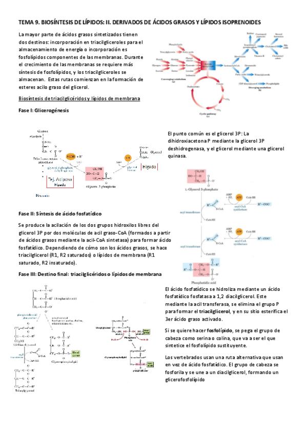 Miniatura del documento TEMA 9. BIOSÍNTESIS DE LÍPIDOS 2. DERIVADOS DE ÁCIDOS GRASOS Y LÍPIDOS ISOPRENOIDES.pdf