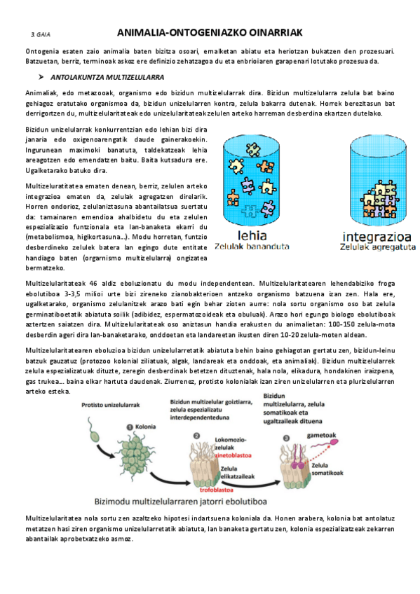 Miniatura del documento 3.-Animalia-ontogeniazko-oinarriak.pdf