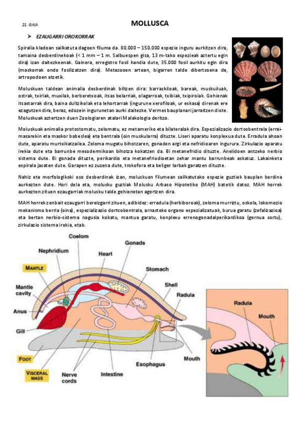 Miniatura del documento 21.-Mollusca.pdf