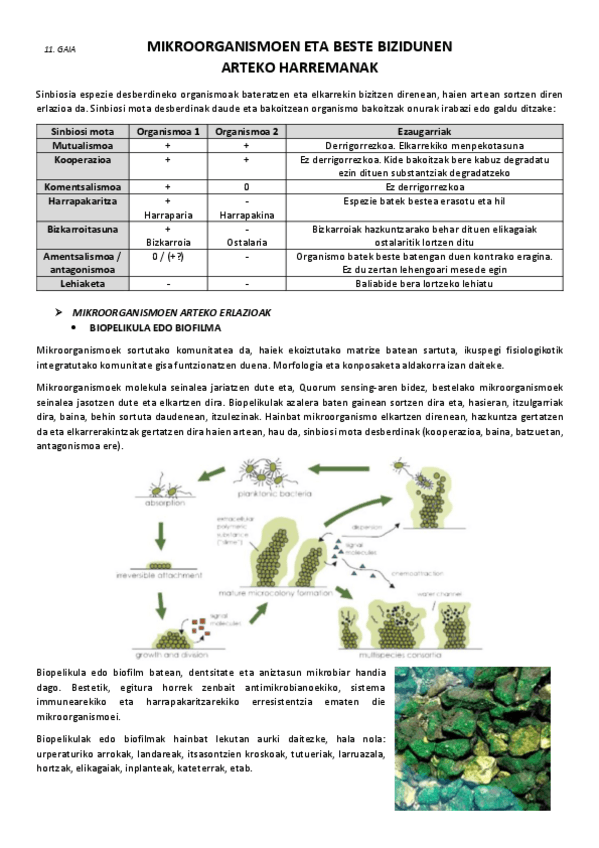 Miniatura del documento 11.-Mikroorganismoen-eta-beste-bizidunen-arteko-harremanak.pdf