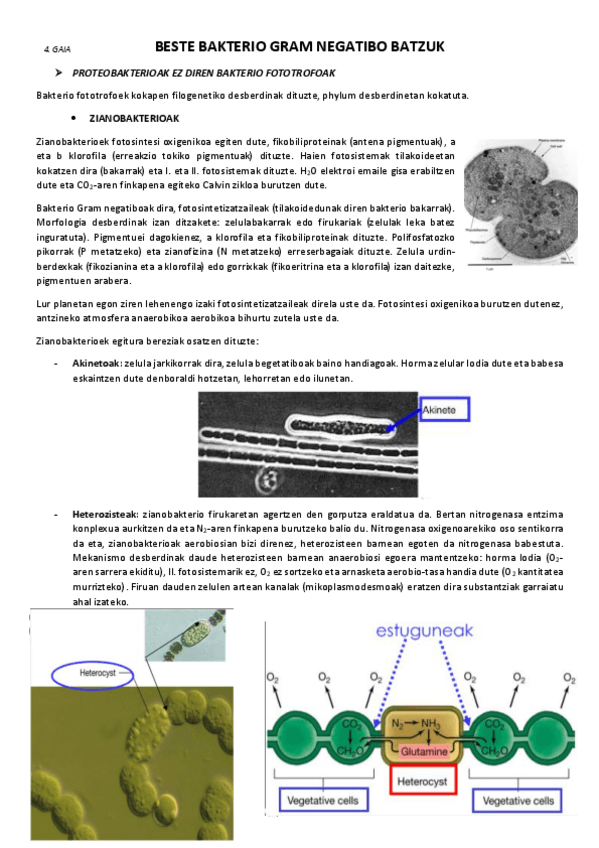 Miniatura del documento 4.-Beste-bakterio-Gram-negatibo-batzuk.pdf