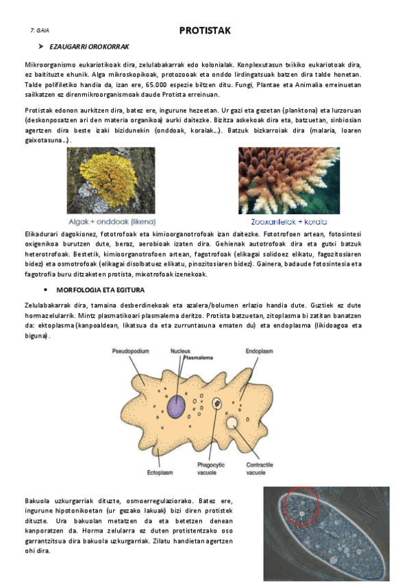 Miniatura del documento 7.-Protistak.pdf