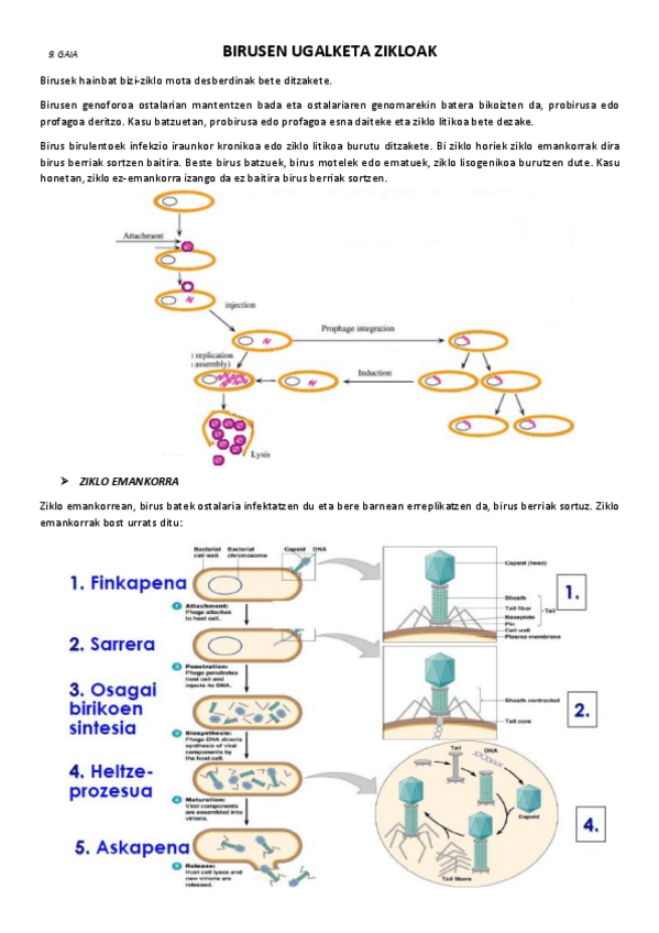 Miniatura del documento 9.-Birusen-ugalketa-zikloak.pdf