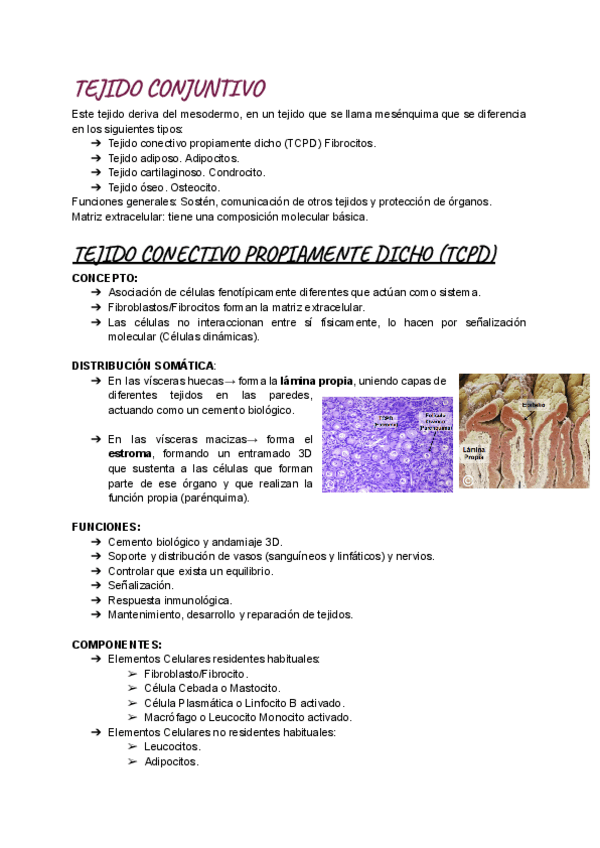 Miniatura del documento Biocel-Tejidos-Todos-menos-Epitelial-y-Muscular.pdf