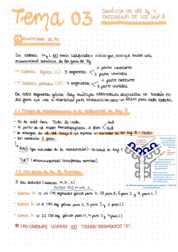 Miniatura del documento Apuntes-tema-3.pdf