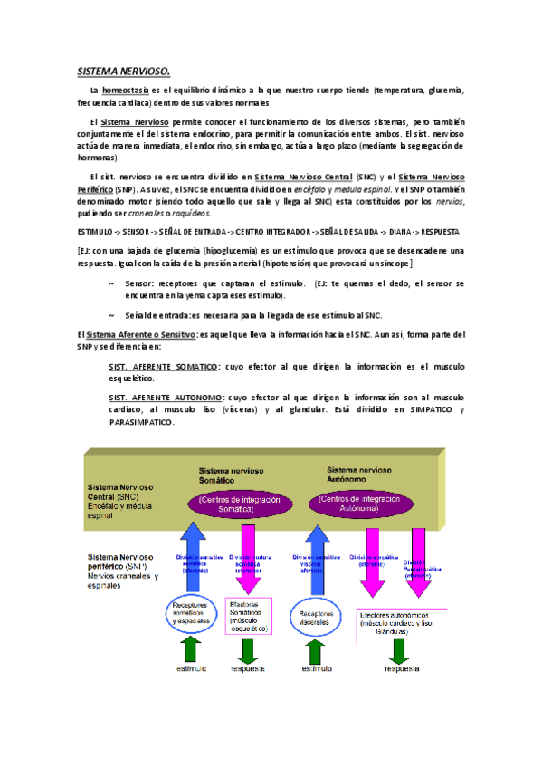 Miniatura del documento SIST.-NERV.-PARTE-1.pdf
