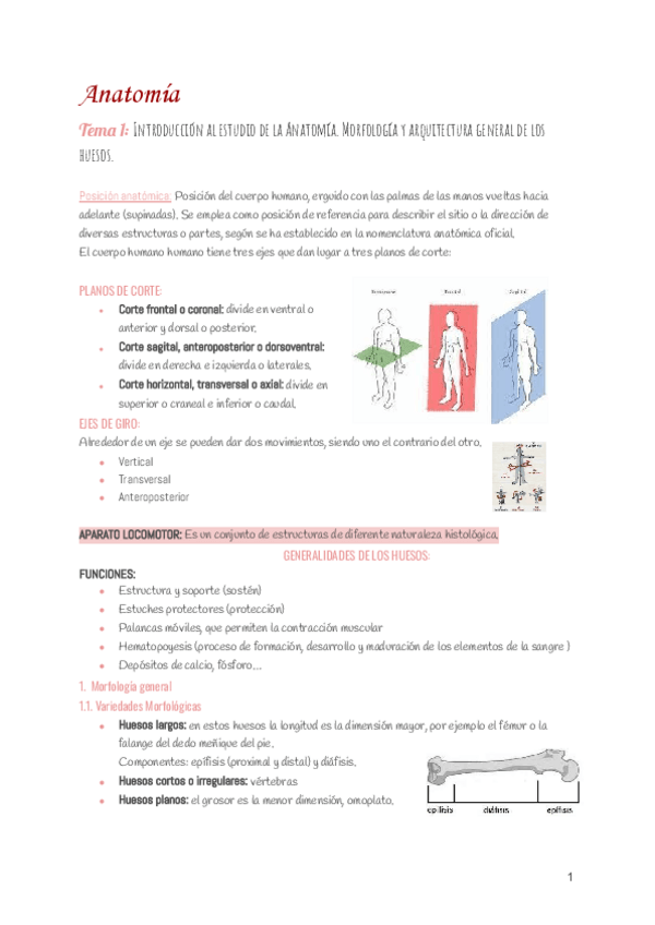 Miniatura del documento Anatomia-teoria.pdf