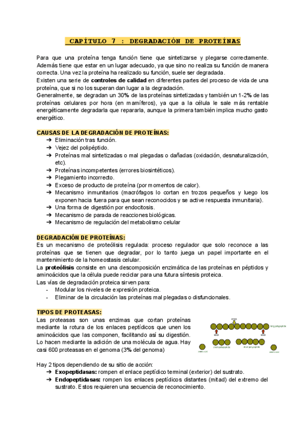 Miniatura del documento Teoria-Segundo-Parcial.pdf