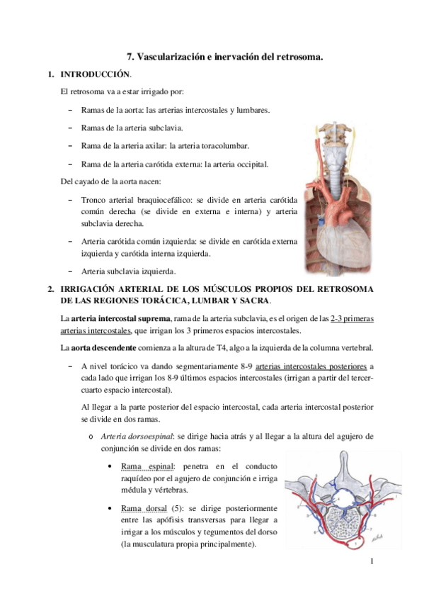 Miniatura del documento 7.-Vascularizacion-e-inervacion-del-retrosoma.pdf