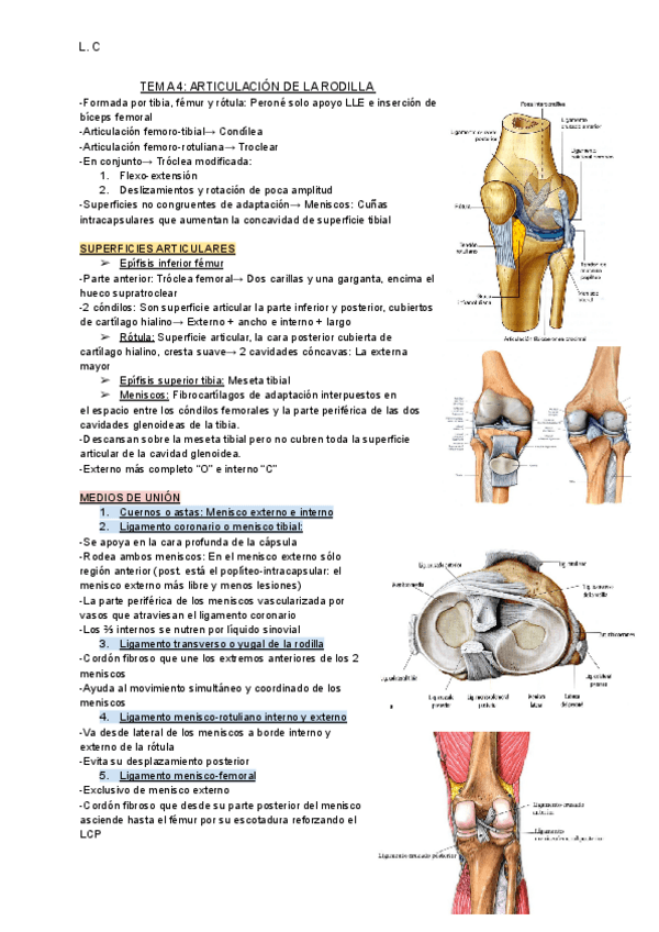 Miniatura del documento T4-Rodilla-M.-Inf.pdf