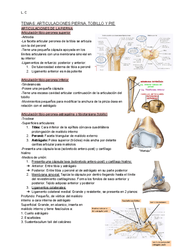 Miniatura del documento T6-Artic-PIERNA-TOBILLO-Y-PIE-M.-Inf.pdf