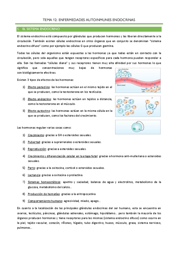 Miniatura del documento Tema-12-Enfermedades-autoinmunes-endocrinas.pdf