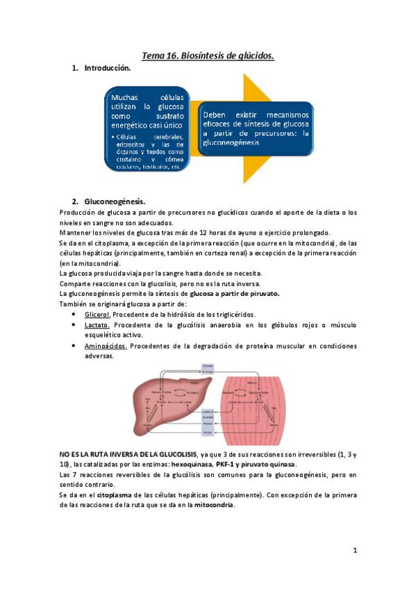 Miniatura del documento Tema-16.-Biosintesis-de-glucidos..pdf