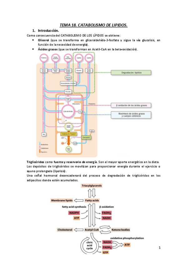 Miniatura del documento Tema-18.-catabolismo-de-lipidos..pdf