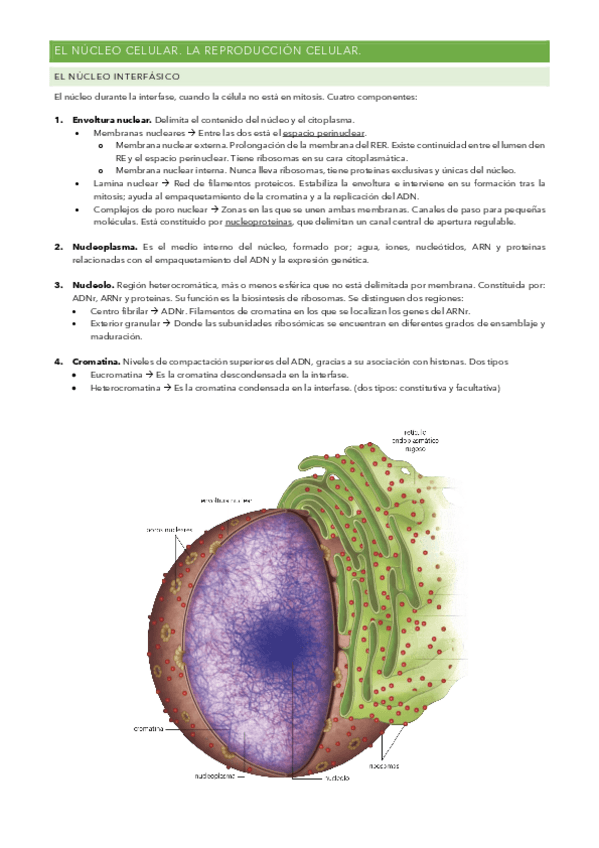 Miniatura del documento EL-NUCLEO-CELULAR.pdf