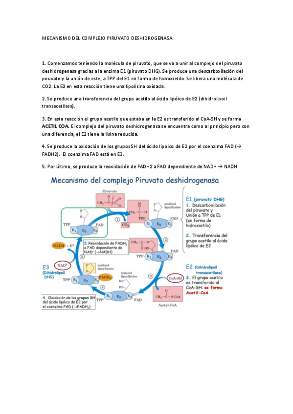 Miniatura del documento MECANISMO DEL COMPLEJO PIRUVATO DESHIDROGENASA.pdf