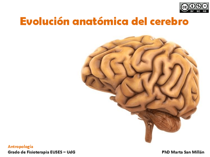 Miniatura del documento Tema-3.2-Evolucion-humana.pdf