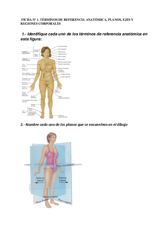 Miniatura del documento Fichas-anatomia-1.pdf