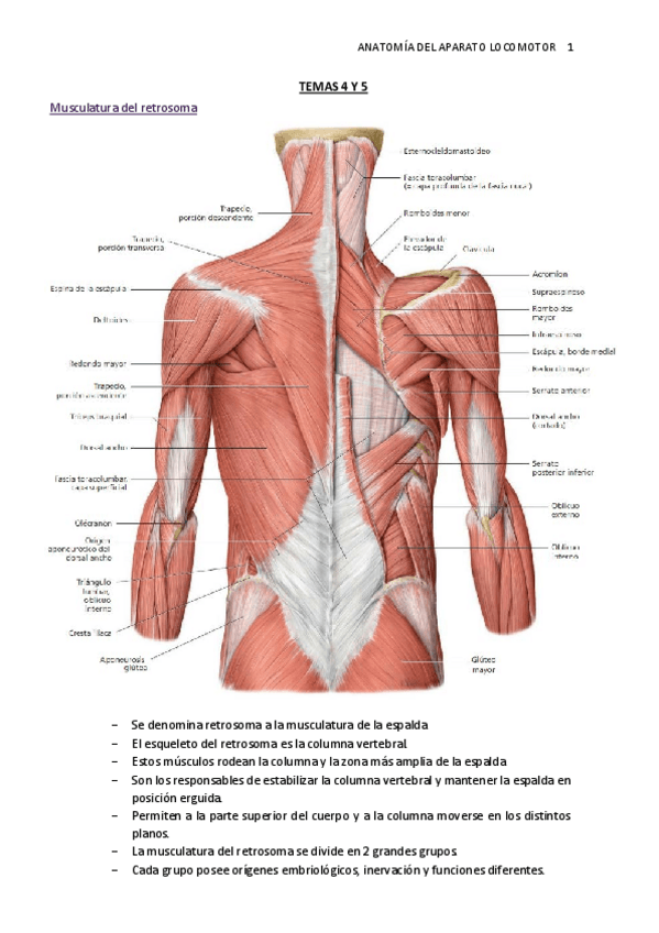 Miniatura del documento TEMA-4-Y-5.-Parte-posterior-del-cuerpo.pdf