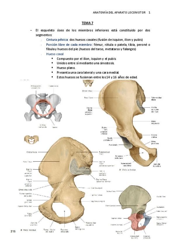 Miniatura del documento TEMA-7.-Esqueleto-miembro-inferior.pdf