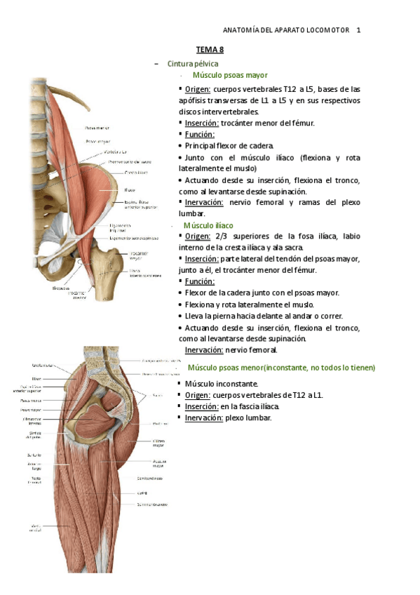 Miniatura del documento TEMA-8.-Musc.-cintura-pelvica.pdf