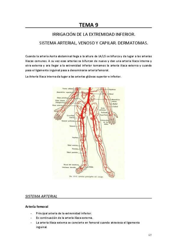 Miniatura del documento TEMA-9.-Irrigacion-extremidad-inferior.pdf