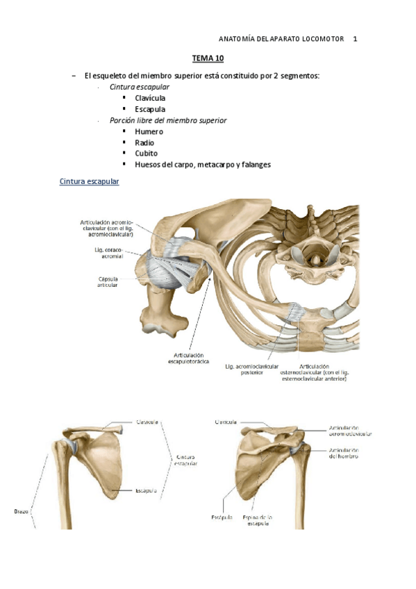 Miniatura del documento TEMA-10.-Esqueleto-miembro-inferior.pdf