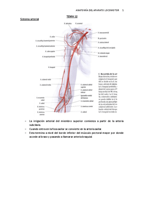 Miniatura del documento TEMA-12.-Irrigacion-miembro-superior.pdf